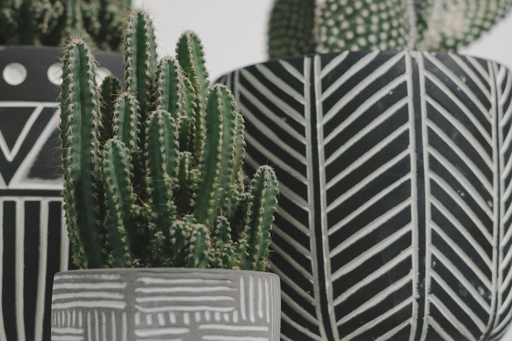 Le cactus «Fairy Castle»: mon genre de château des contes de fées!