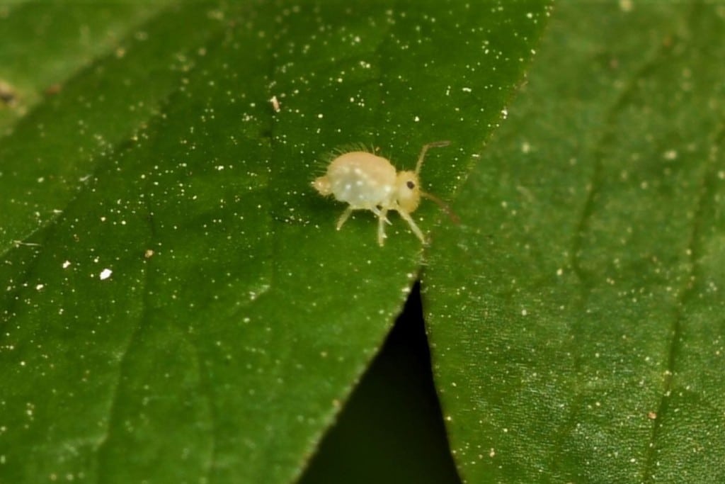 Collemboles dans une plante d'intérieur