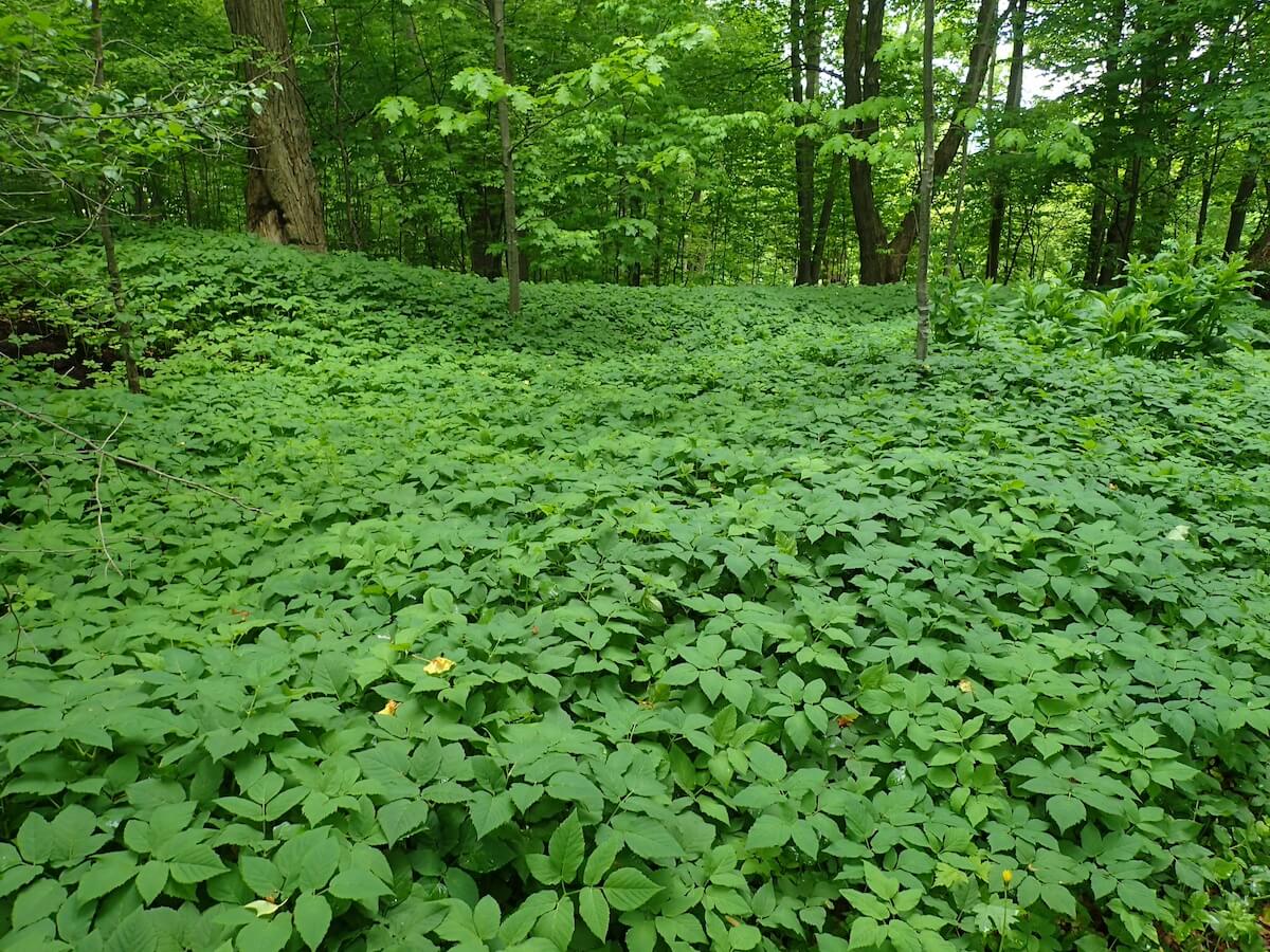 La vente de plantes exotiques envahissantes bientôt interdite au Québec