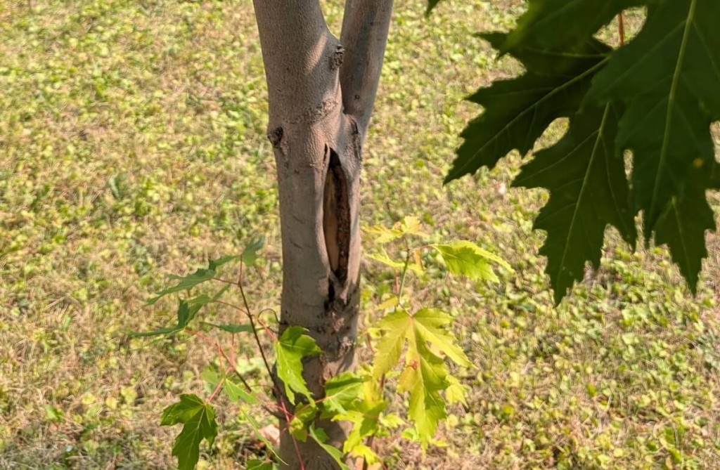 Fissure dans écorce d'arbre