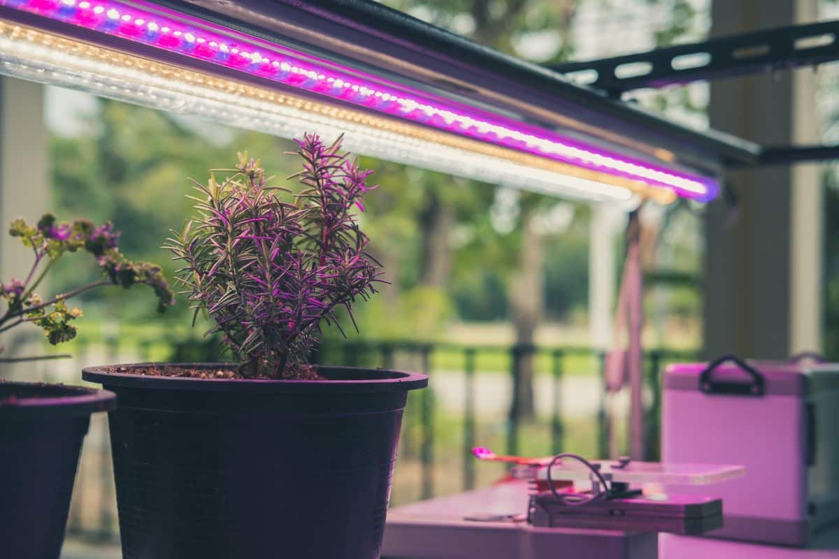 Mes tropiques à moi