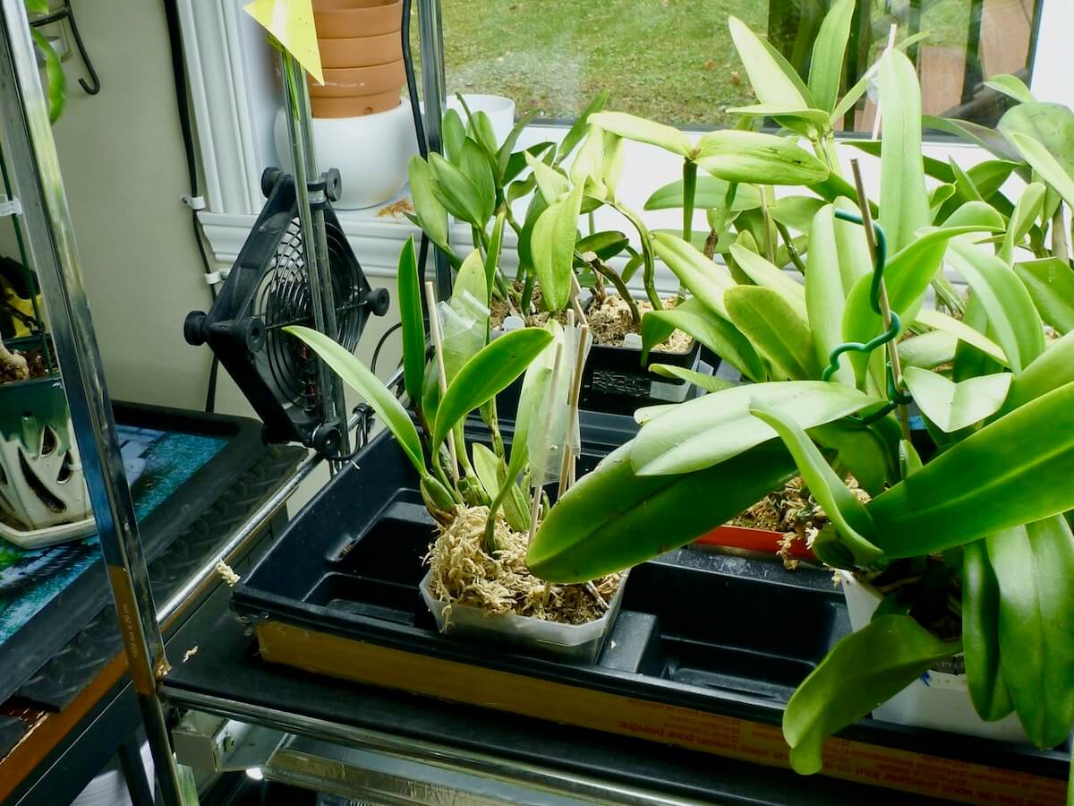 L’éclairage artificiel des orchidées: cinquième partie – Adapter les pratiques horticoles!