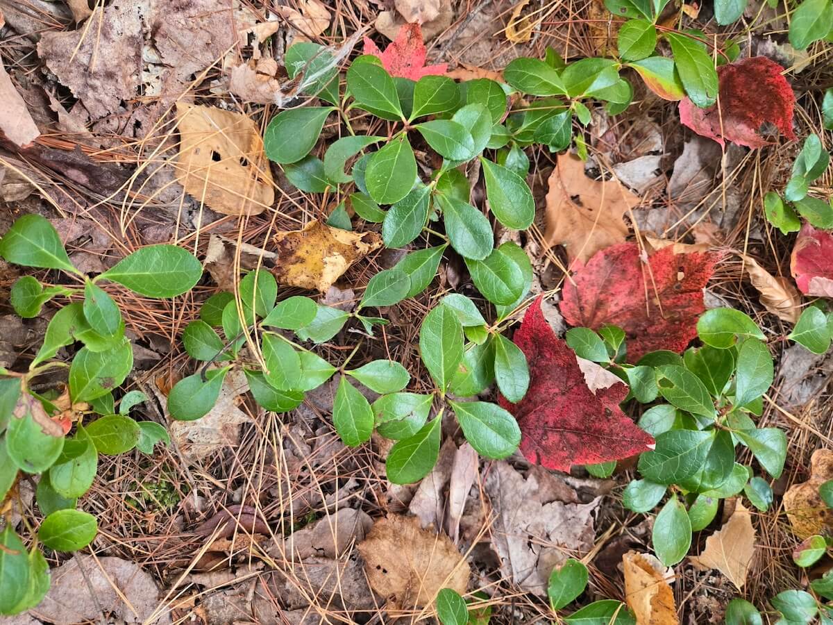 Les paparmanes: ça vient des plantes! – Série des saveurs végétales inconnues