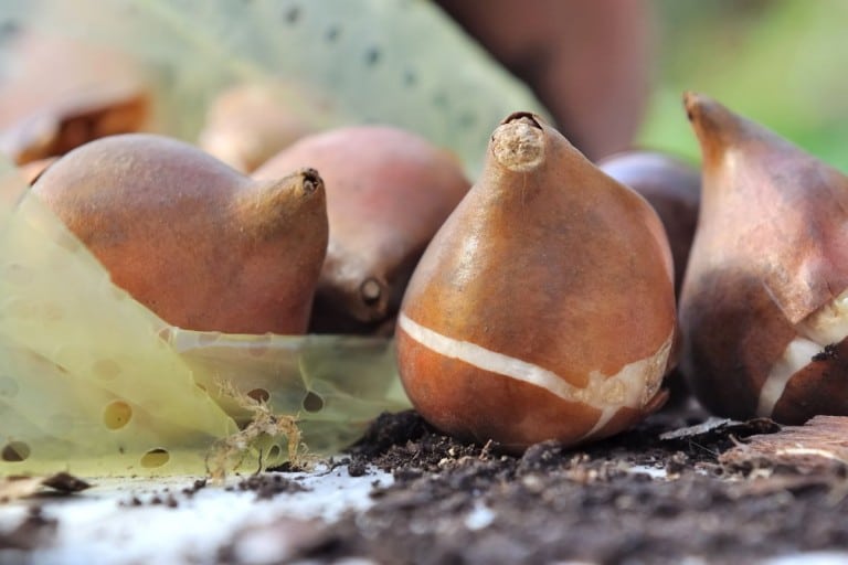 Que faire des bulbes oubliés?