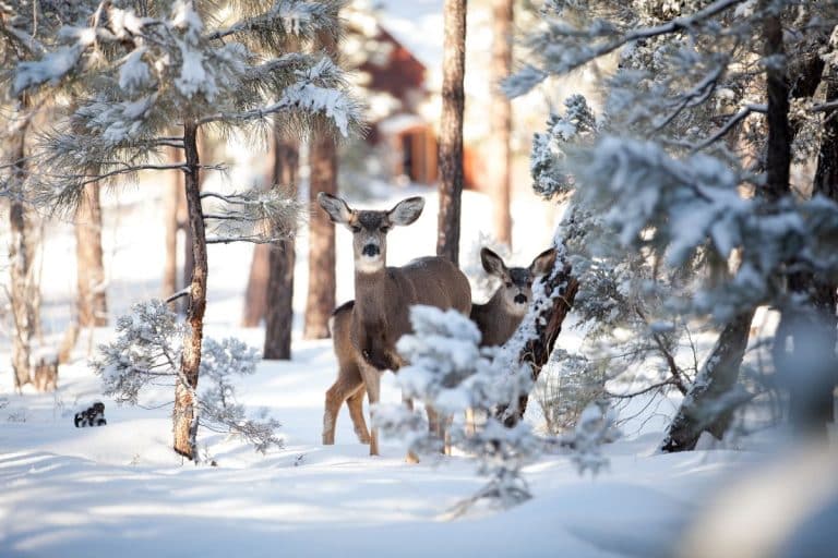 Réponses à vos questions : végétaux pour climat froid résistants aux cerfs