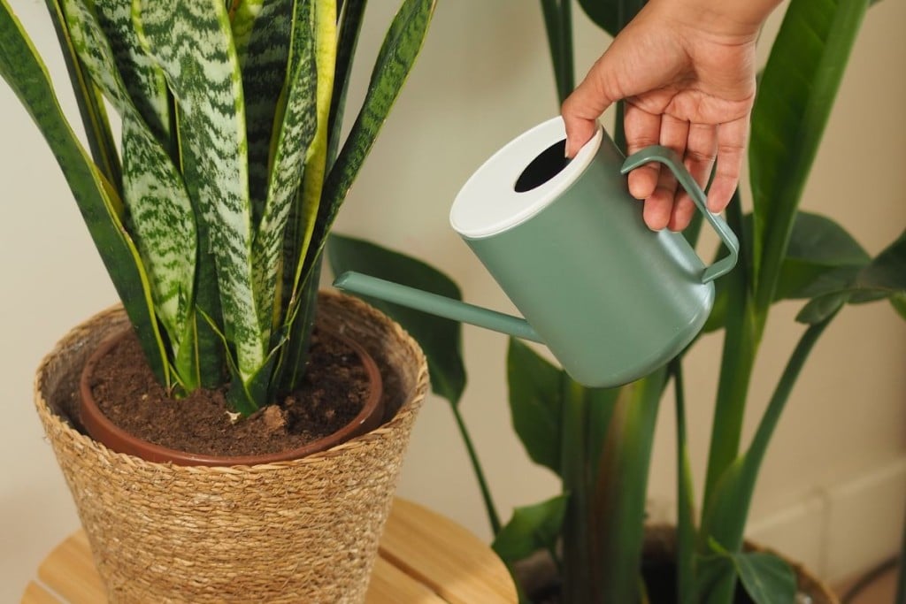 Eau de cuisson pour arroser les plantes
