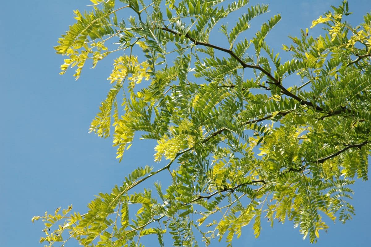 Réponses à vos questions : févier endommagé