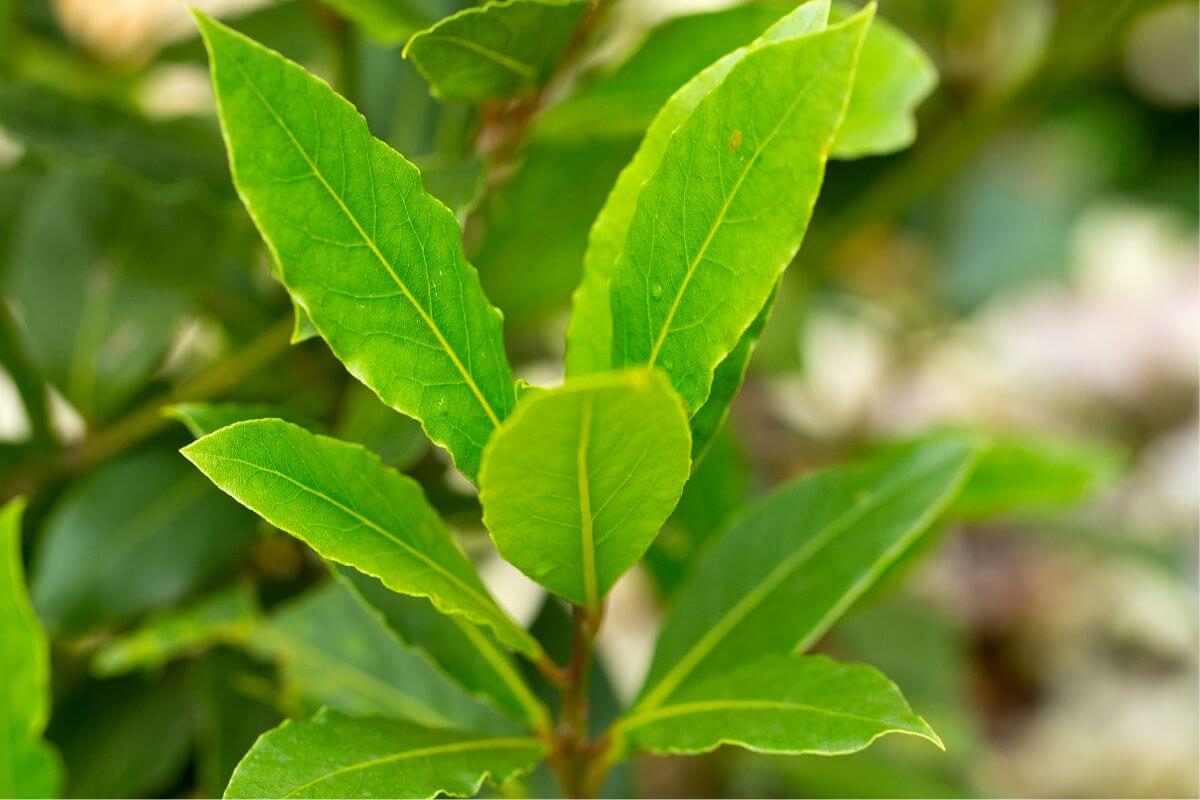 Réponses à vos questions: quand tailler un laurier-sauce?