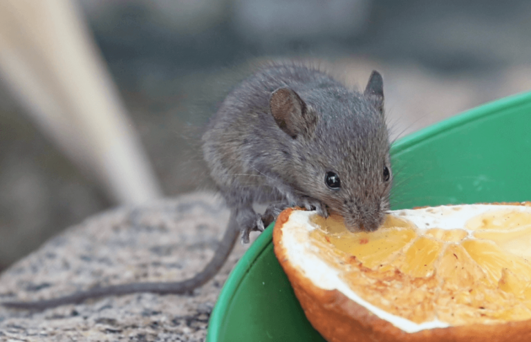 De retour avec… des souris!