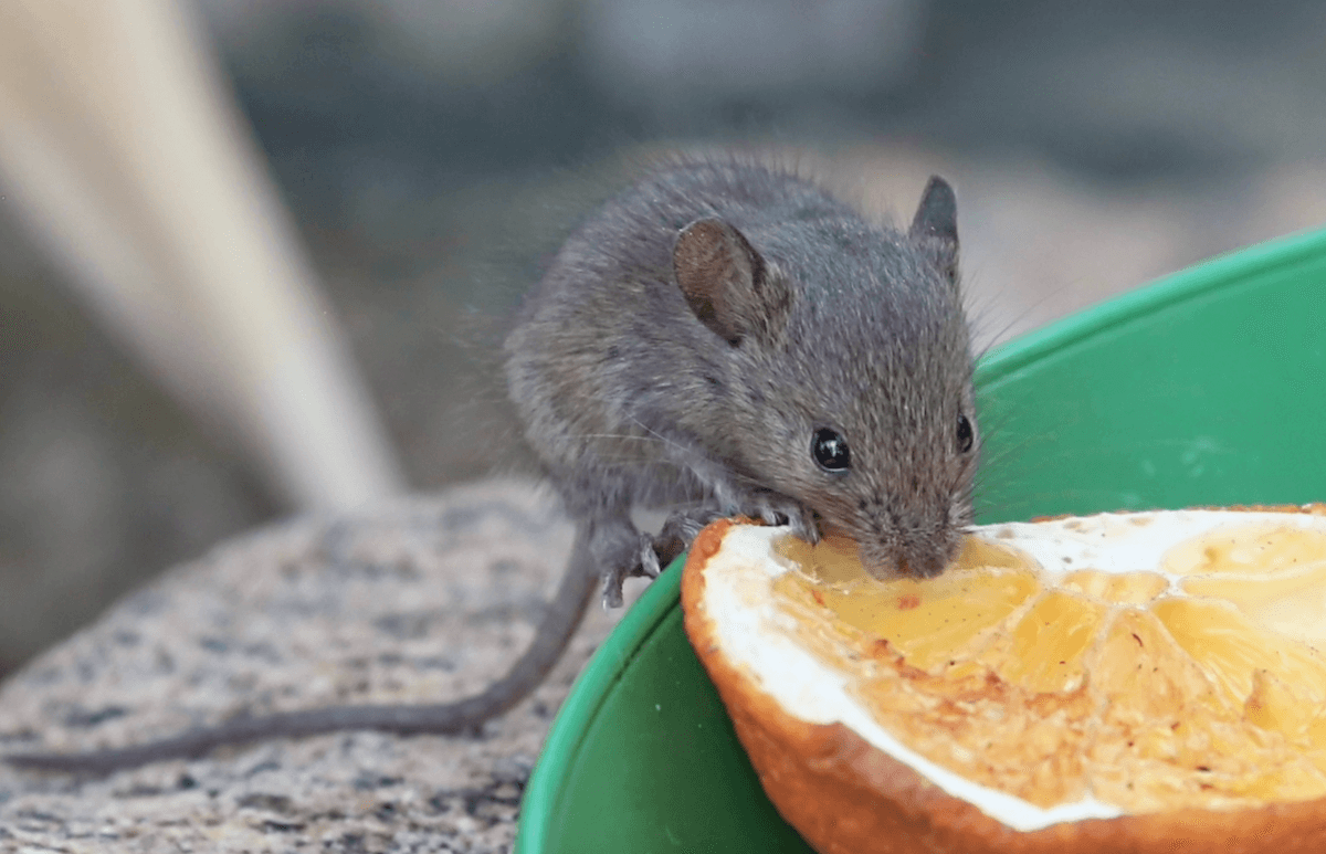 De retour avec… des souris!