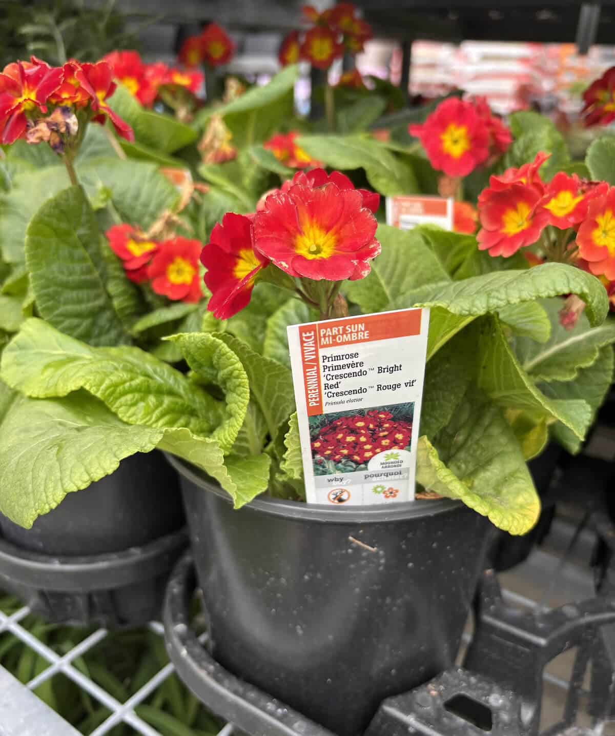 Une brève leçon en taxonomie