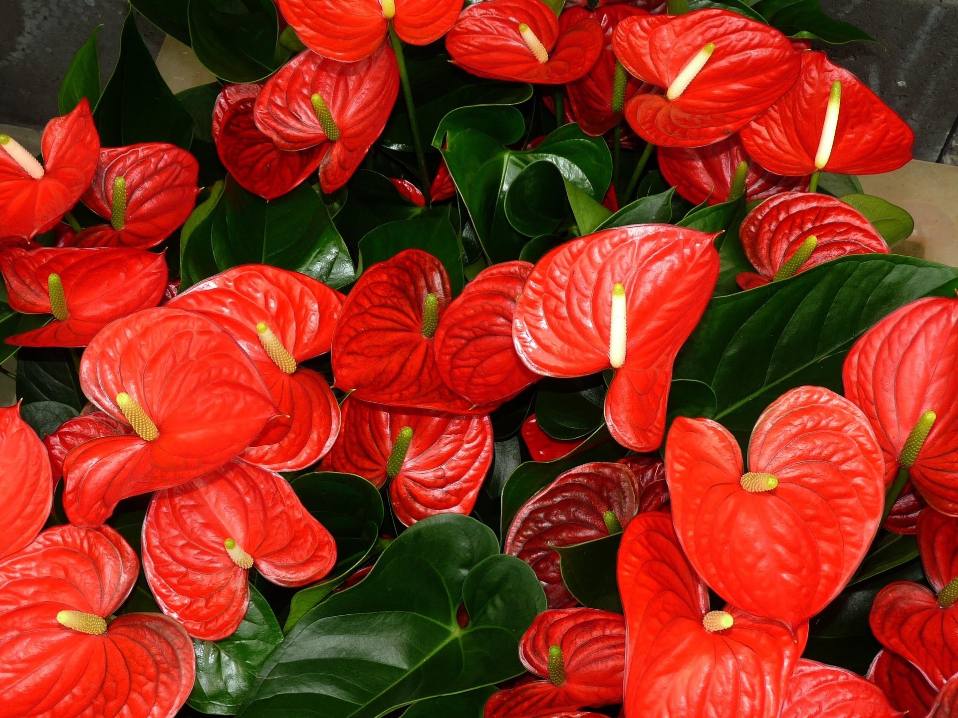 Anthurium: des fleurs en forme de cœur!