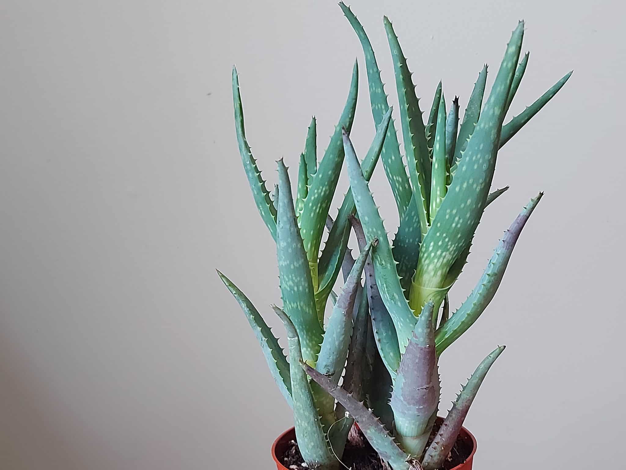 Il n’y a pas que le «vera»!