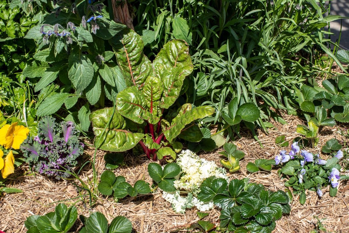 L’aménagement comestible