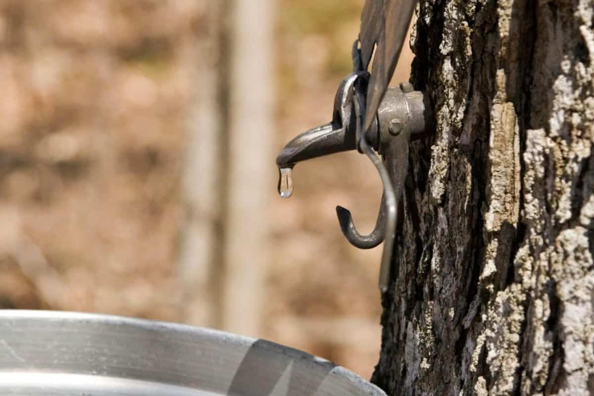Réponses à vos questions : peut-on entailler un érable stressé par la sécheresse?