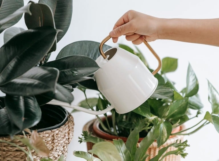 Quoi faire en février? Le calendrier du jardinier paresseux