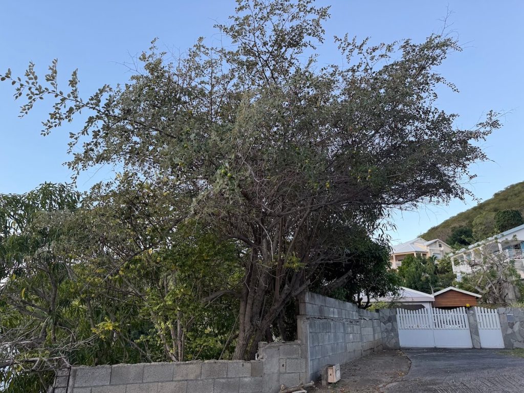 Jujubier, arbre en Martinique