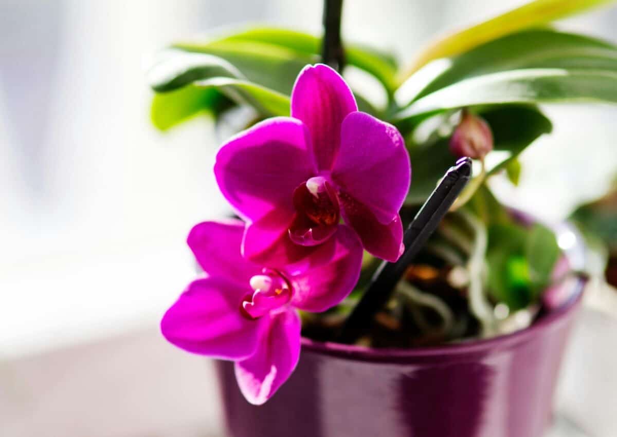 Racines des orchidées, partie 1 – Le vélamen à géométrie variable