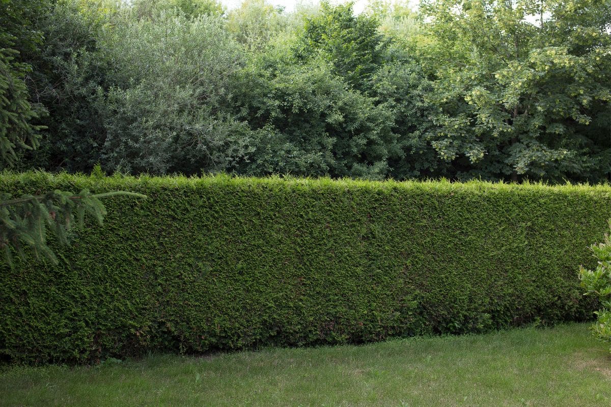 Réponses à vos questions : haie de thuyas, rosier albinos et dégâts par le sel