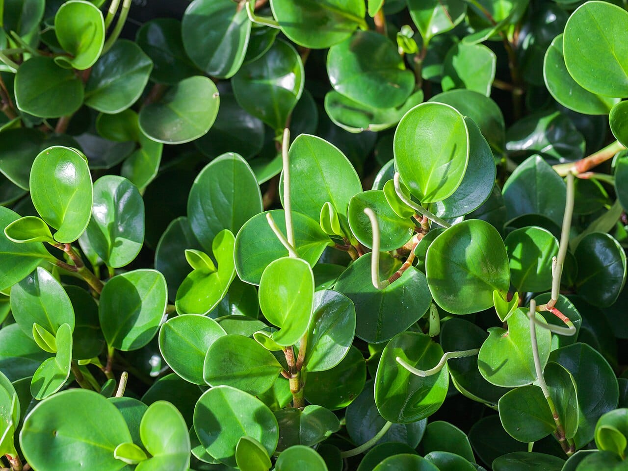 8 pépéromies qui ne vous décevront pas!