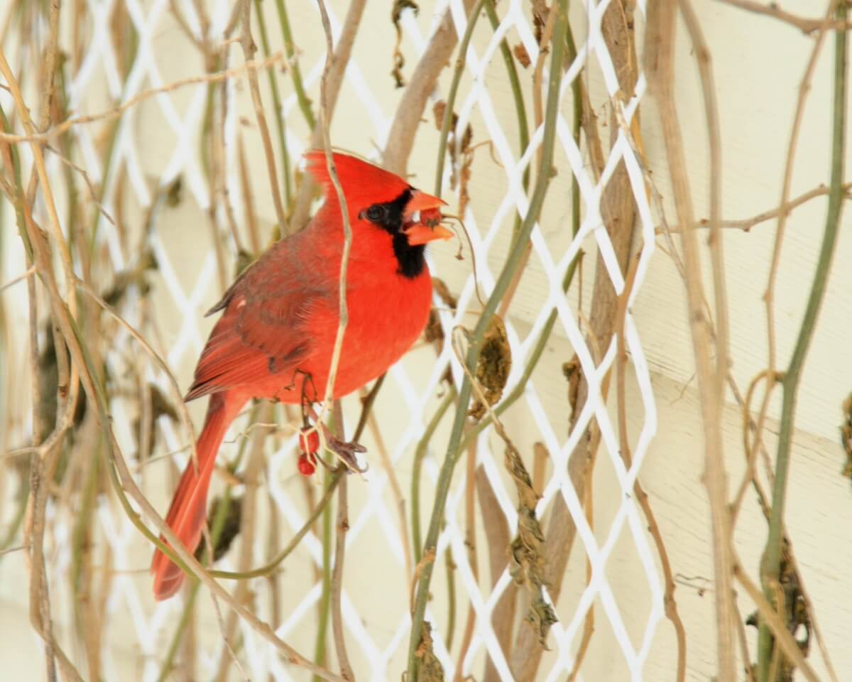 Un cardinal à la maison!