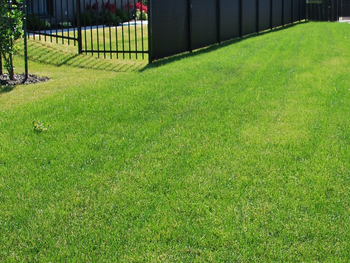 Les besoins essentiels pour une belle pelouse