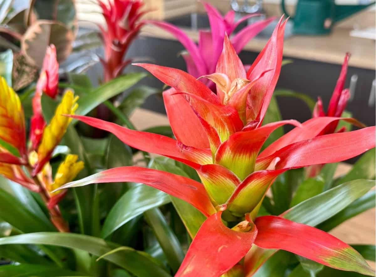 À la découverte des familles botaniques : les Broméliacées