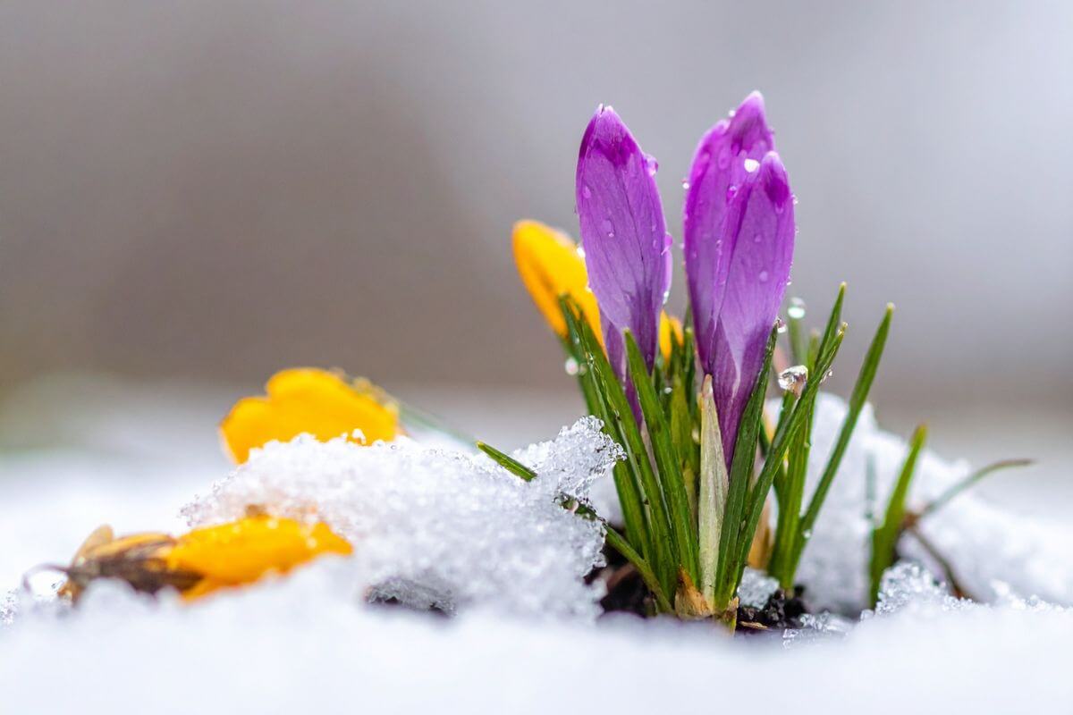 Mais où est passé le printemps?