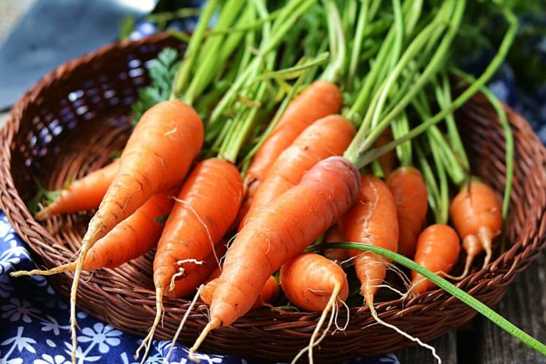 Réponses à vos questions: carottes courtes