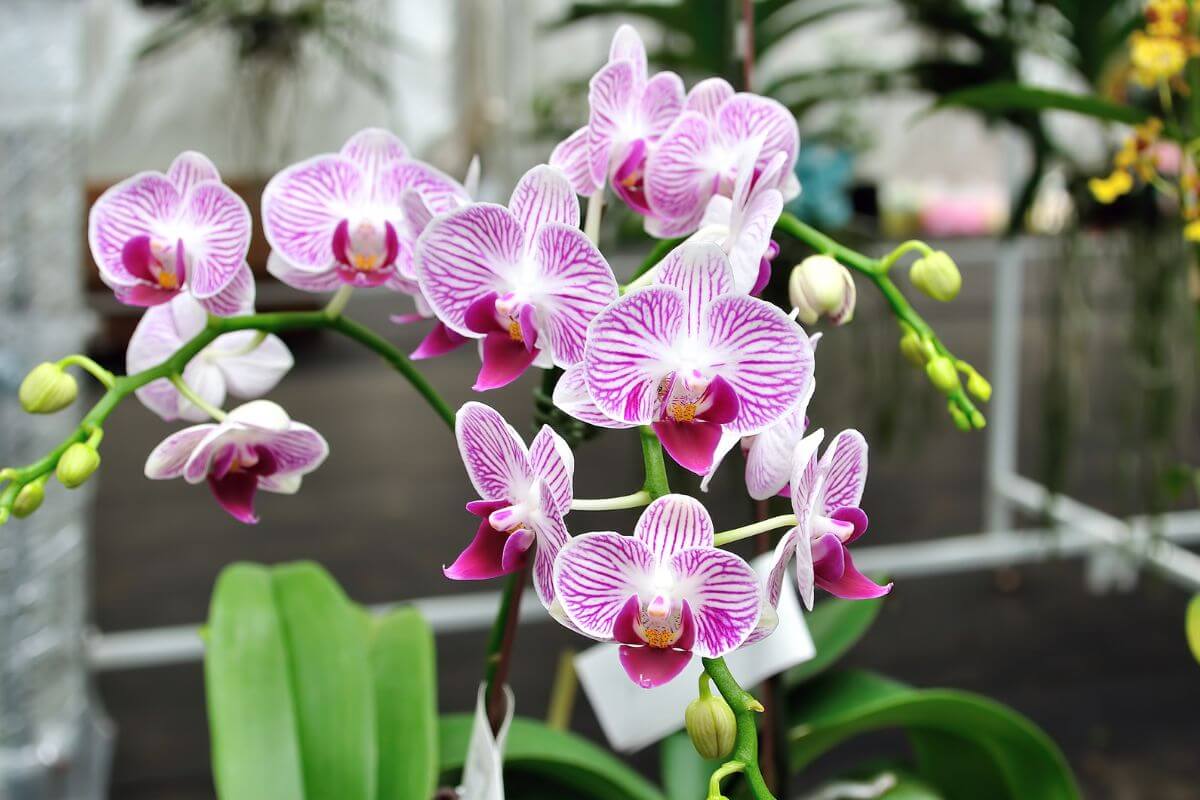 Amateurs d’orchidées : la saison des expositions est de retour!