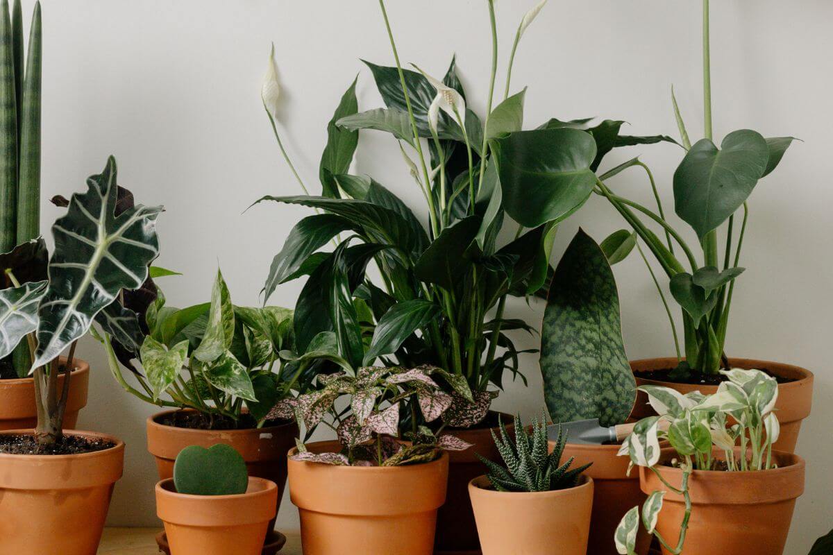 Combattre le feu par le feu : ABC de la lutte bio