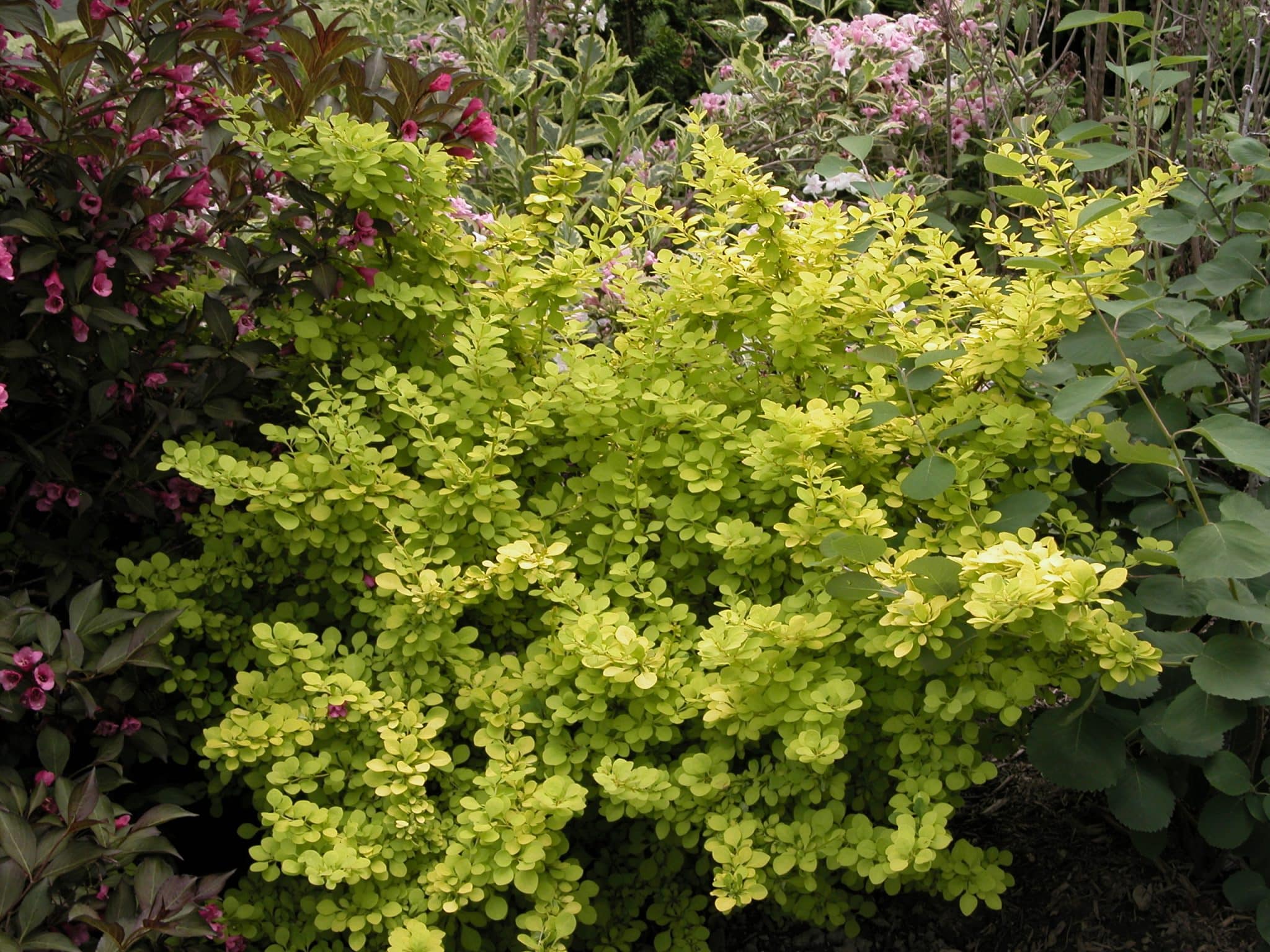 Quoi planter pour remplacer un berbéris?