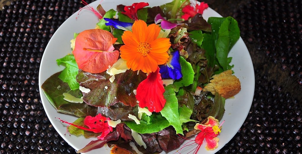 Au secours! Mon jardin ressemble à une pizza! – Partie 3