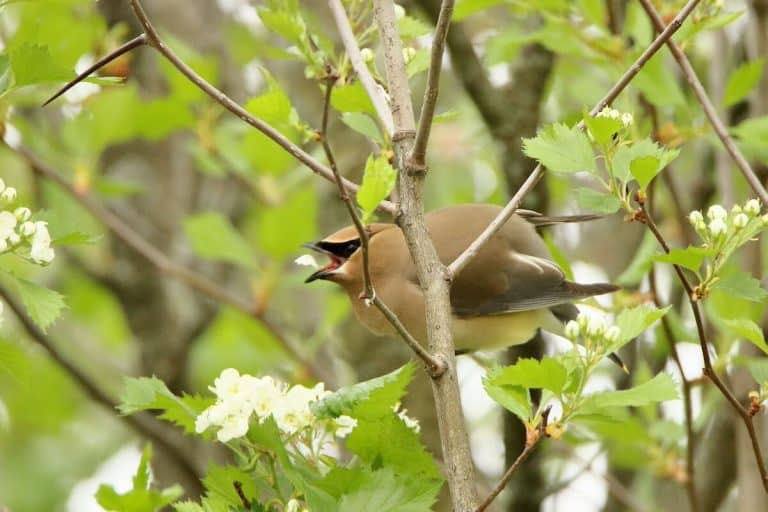 Les outils de l’ornithologue débutant et avancé