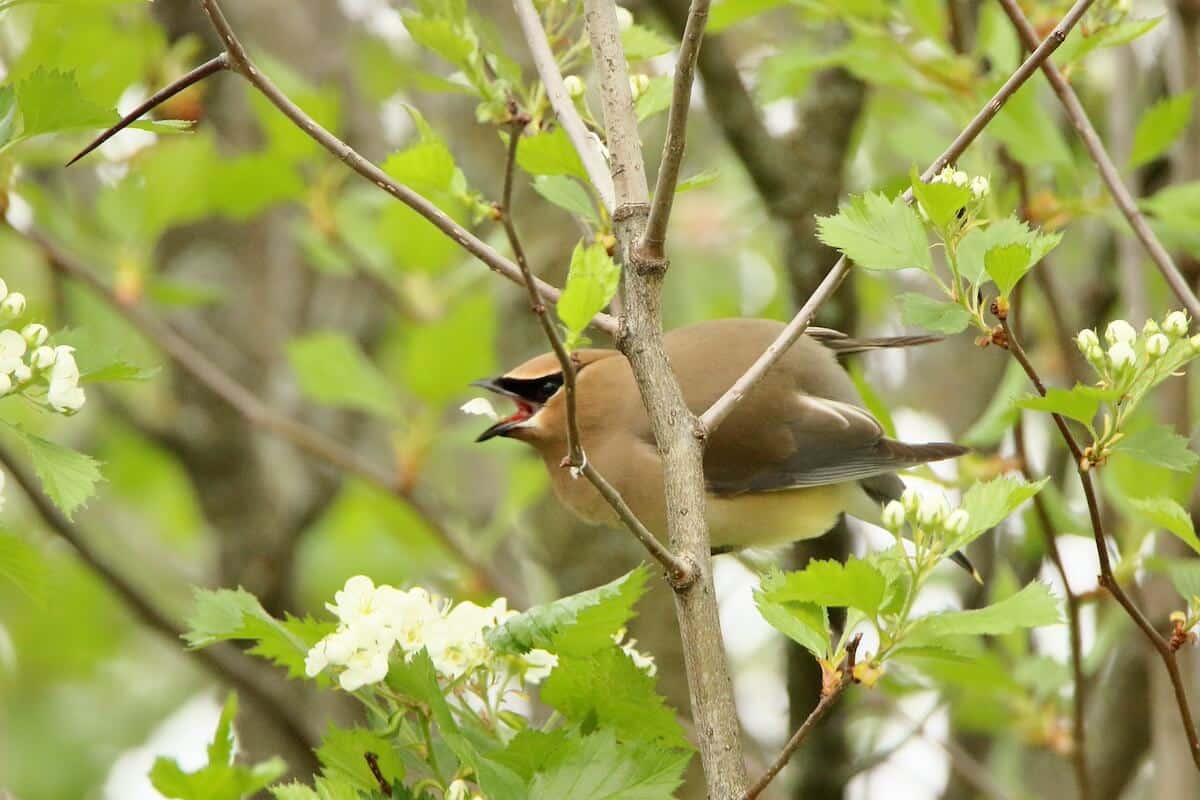 Les outils de l’ornithologue débutant et avancé