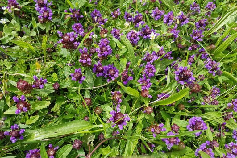 Fleurs pour la pelouse, 1re partie