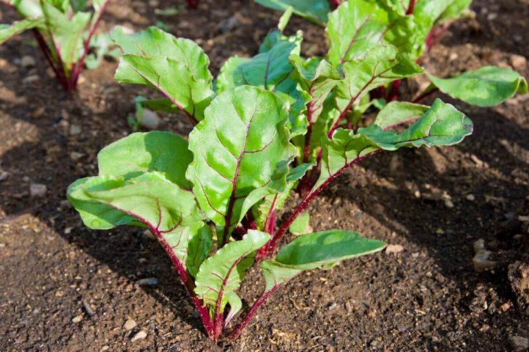 Réponses à vos questions: betteraves qui ne grossissent pas