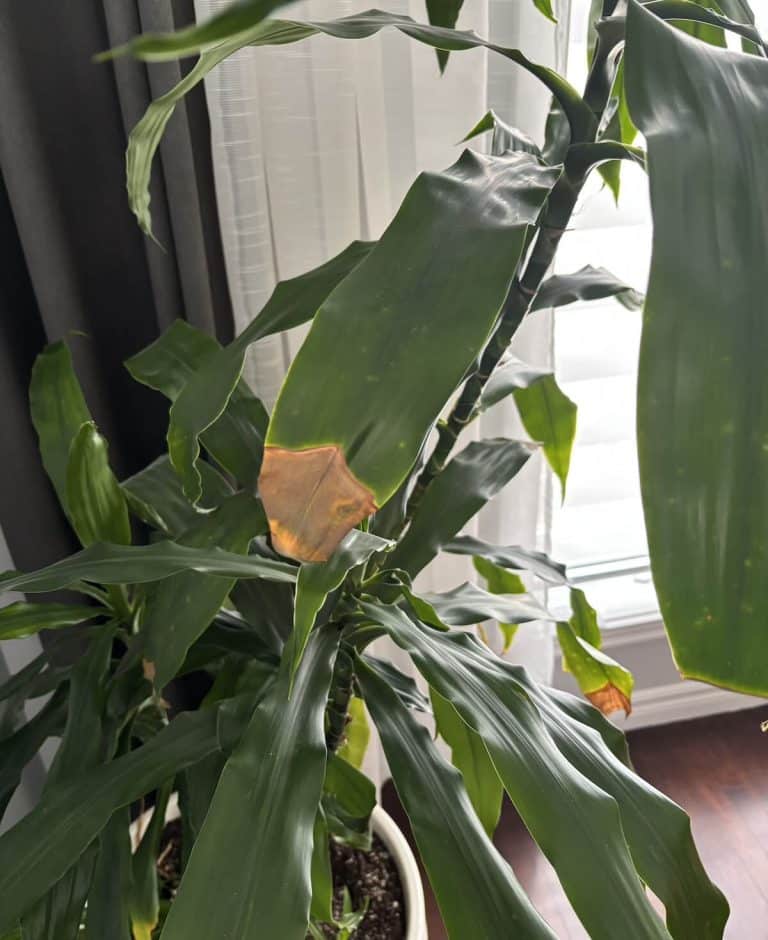 Réponses à vos questions : feuilles brûlées, fleurs inattendues et parfums cachés