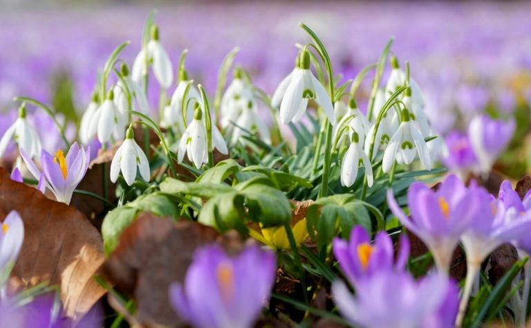 Pour un printemps réellement fleuri