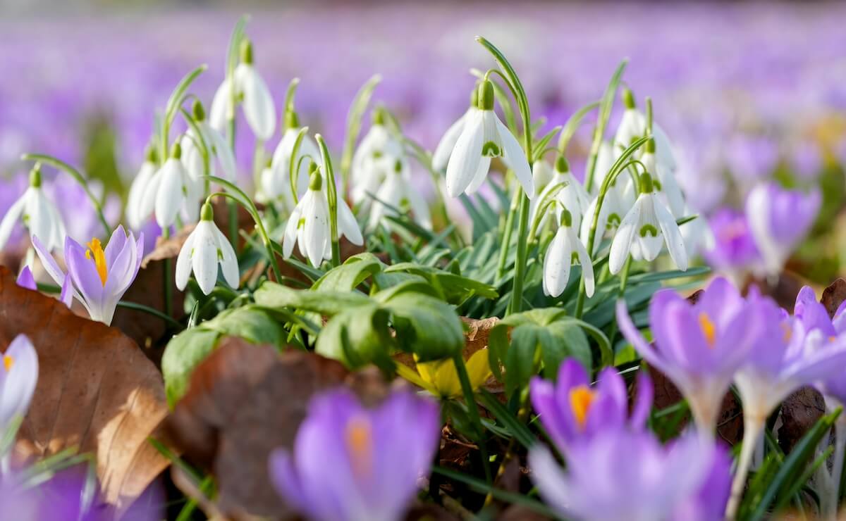 Pour un printemps réellement fleuri