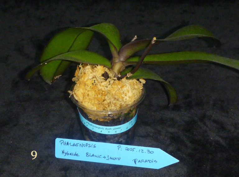 Racines des orchidées, partie 3 – remplacer la sphaigne industrielle par un substrat mieux adapté