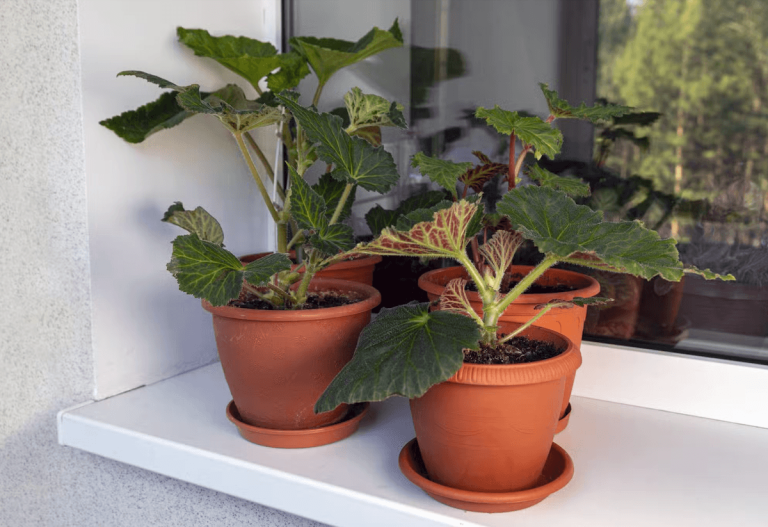 Réveillez ou non les bulbes qui dorment