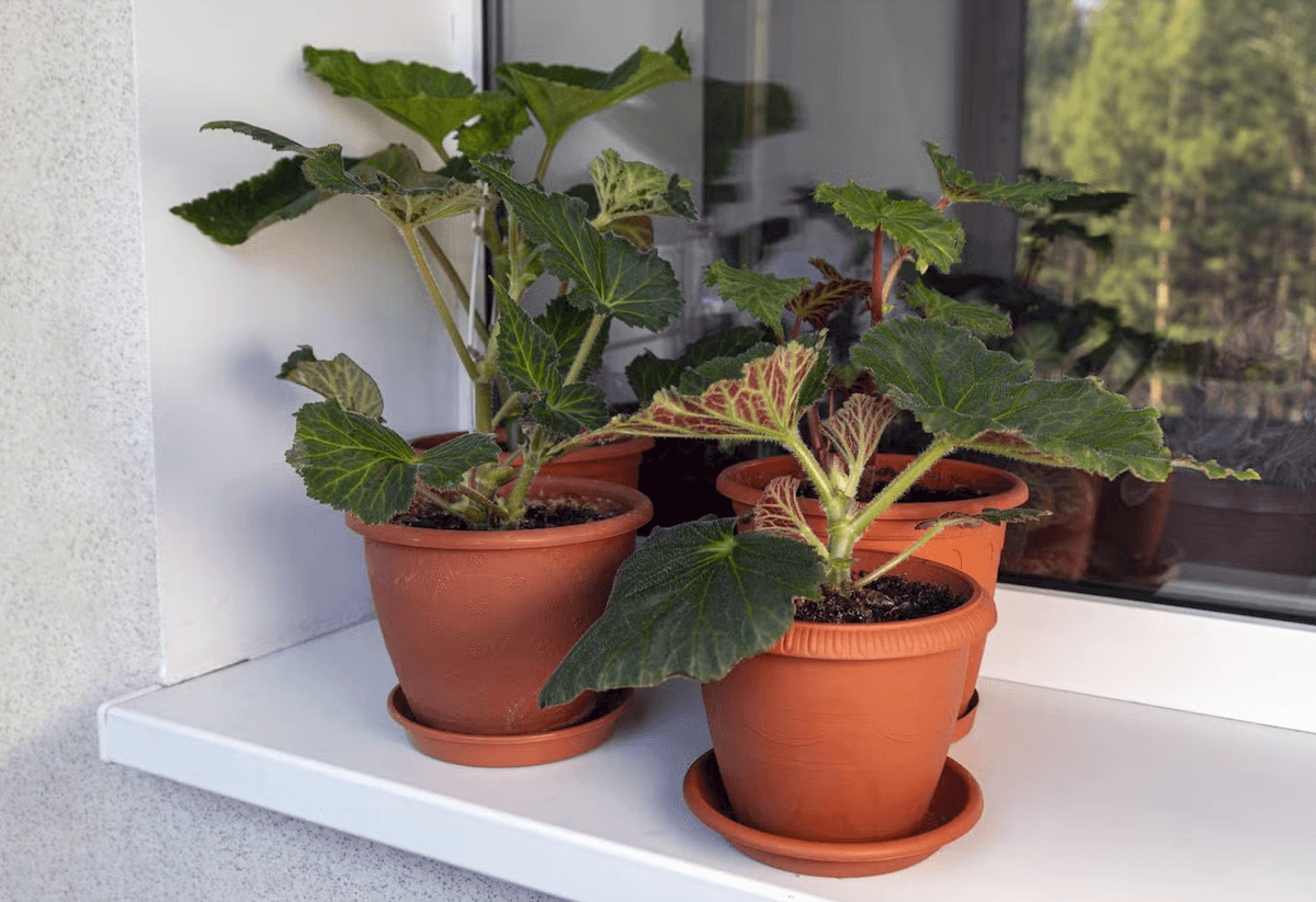 Réveillez ou non les bulbes qui dorment