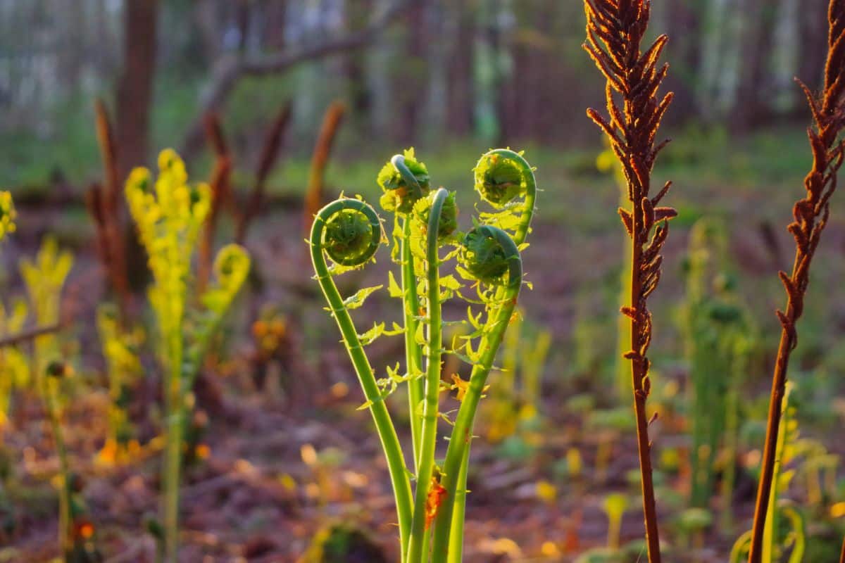 Tête de violon: le printemps dans une bouchée
