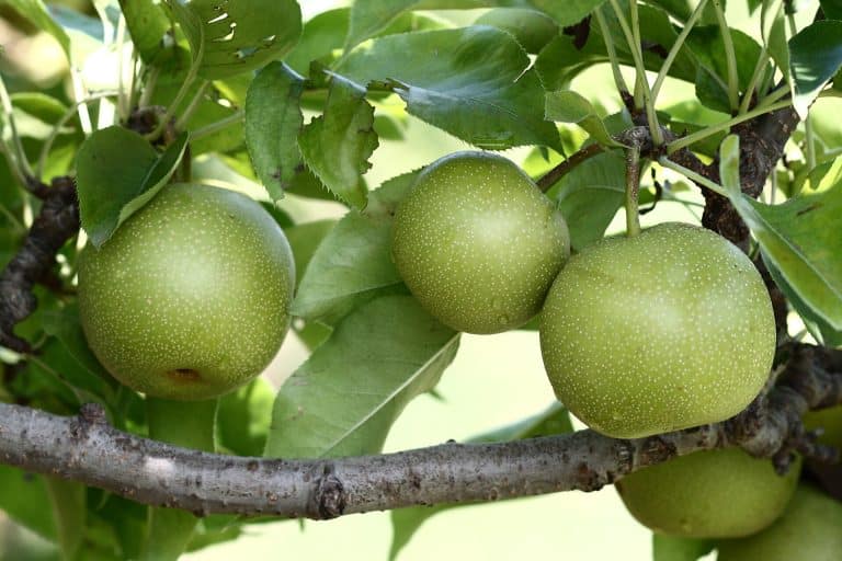 Des arbres fruitiers sans maladies? On en veut!