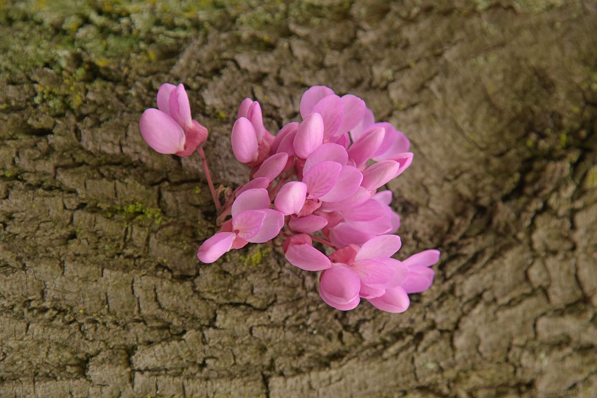 Enfin, l’ère des Cercis?
