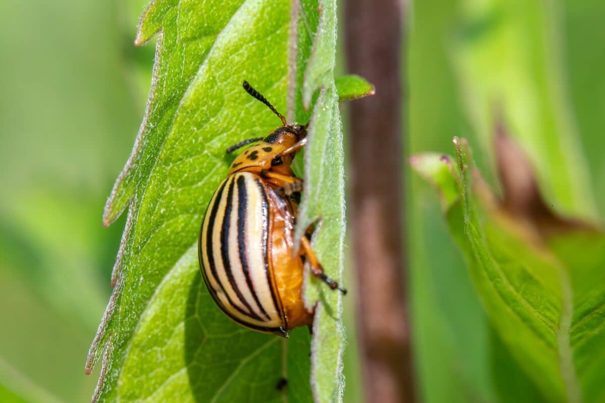 La lutte bio aux insectes: une question de «timing» 