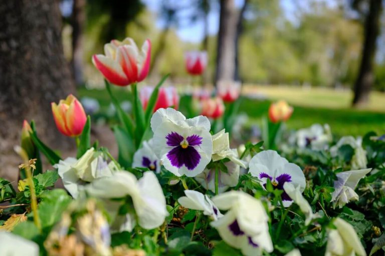 Quoi faire en mai? Le calendrier du jardinier paresseux