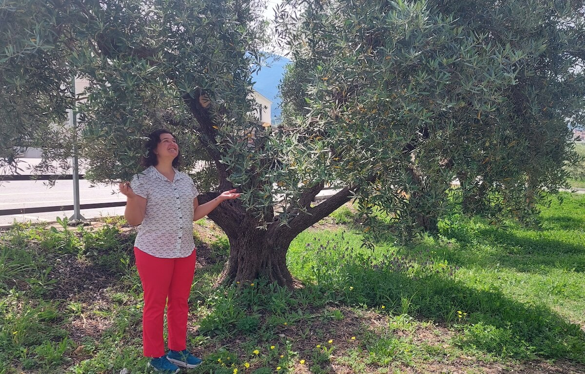 L&rsquo;huile d&rsquo;olive, comment c’est fait?