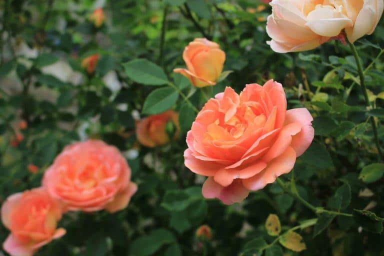 Un rosier pour la Fête des Mères